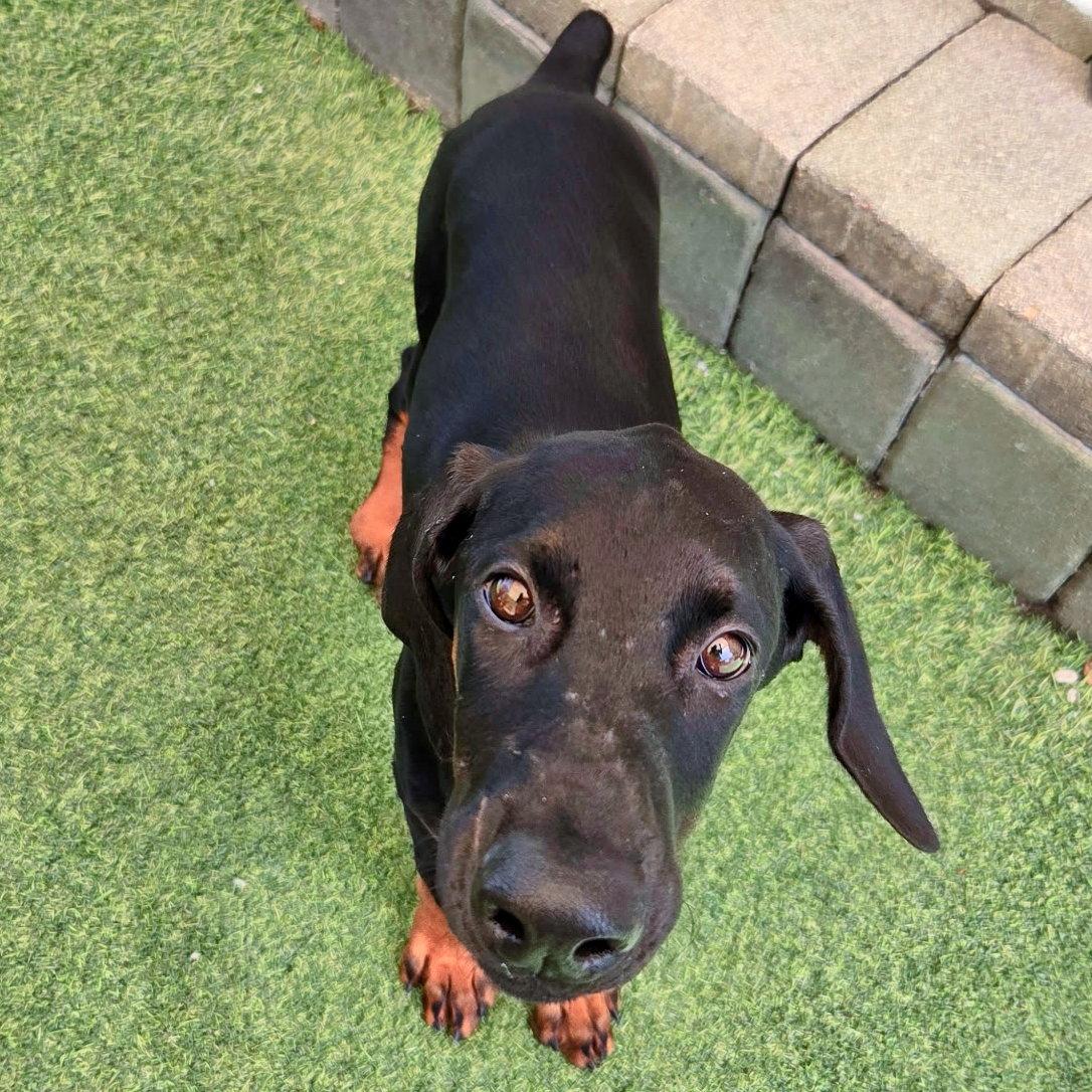 Poppy 3601 (Lee pup green), a Adoptable Doberman Pinscher in Oakland Park, FL image 1/2