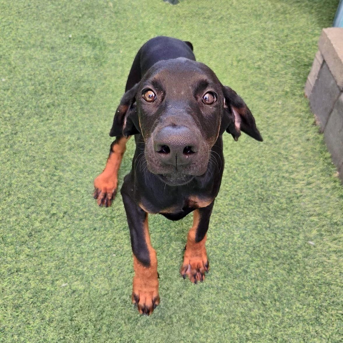 Poppy 3601 (Lee pup green), a Adoptable Doberman Pinscher in Oakland Park, FL image 2/2