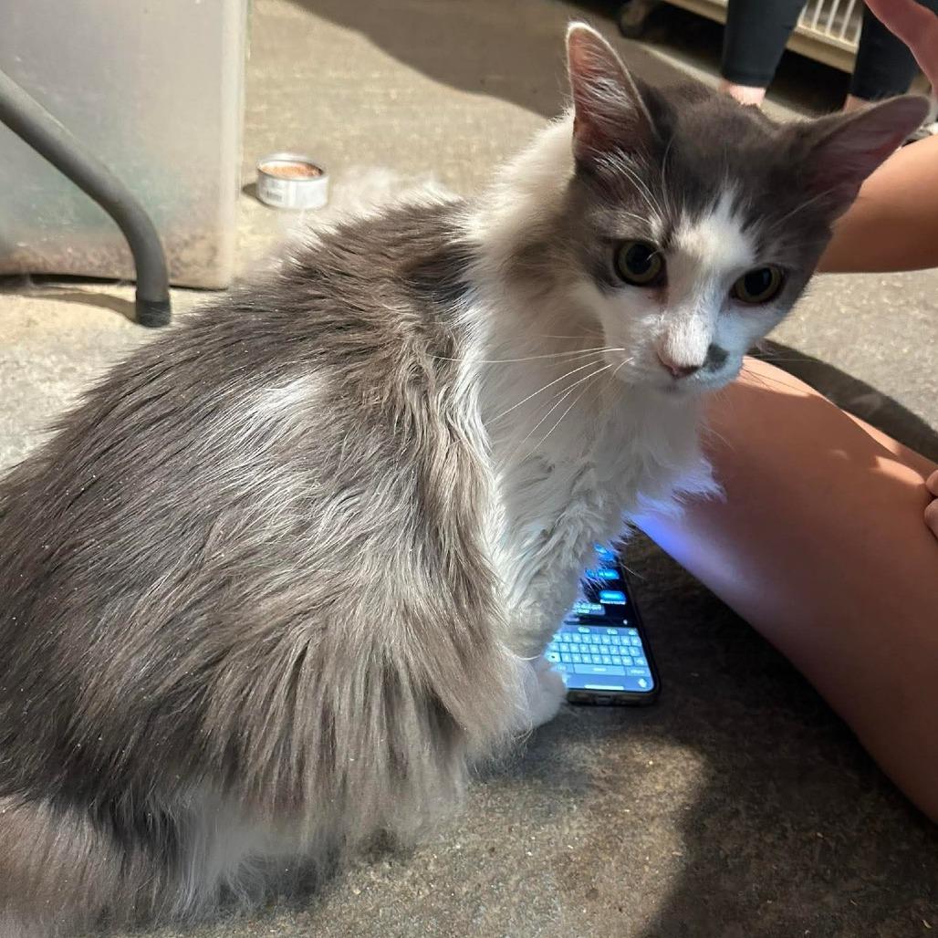 Hemi, an adoptable Domestic Long Hair in Graham, TX, 76450 | Photo Image 2