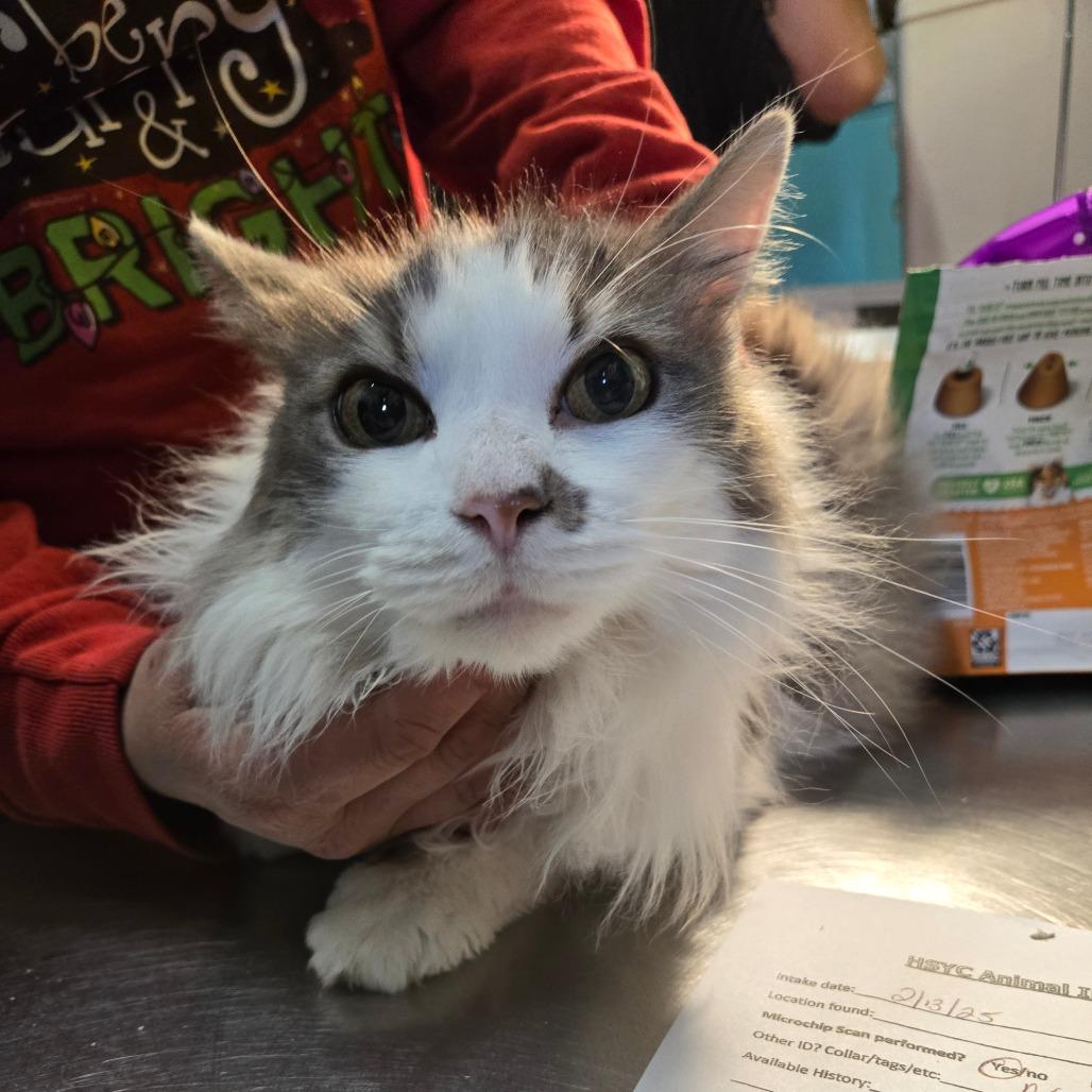 Hemi, an adoptable Domestic Long Hair in Graham, TX, 76450 | Photo Image 4