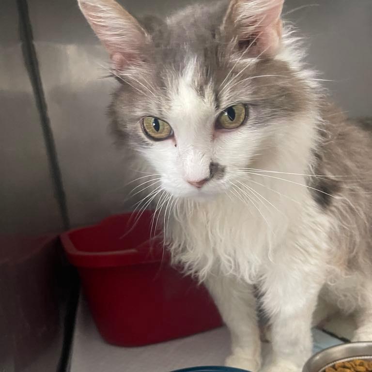 Hemi, an adoptable Domestic Long Hair in Graham, TX, 76450 | Photo Image 3