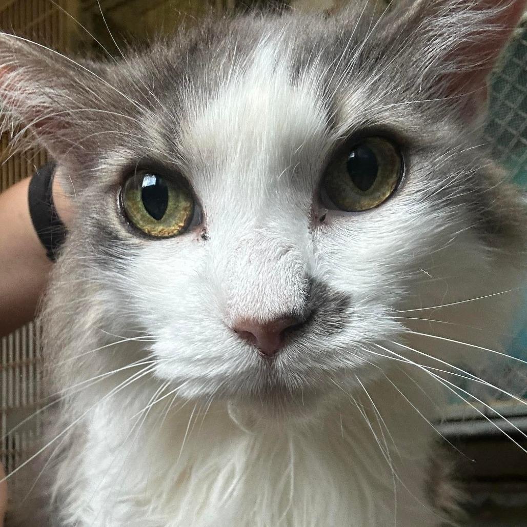 Hemi, an adoptable Domestic Long Hair in Graham, TX, 76450 | Photo Image 1