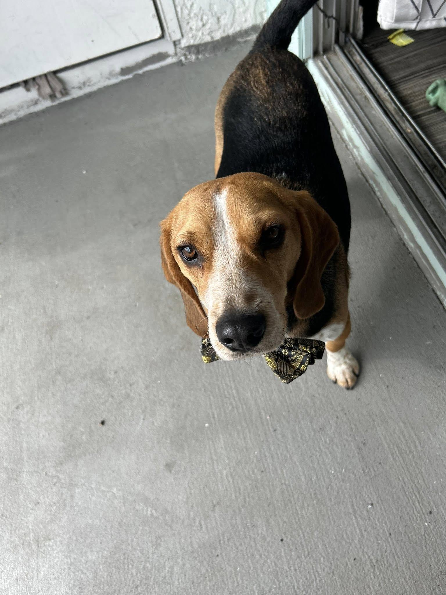 Linus (COURTESY POST), an adopted Beagle in Tucson, AZ image 2/5