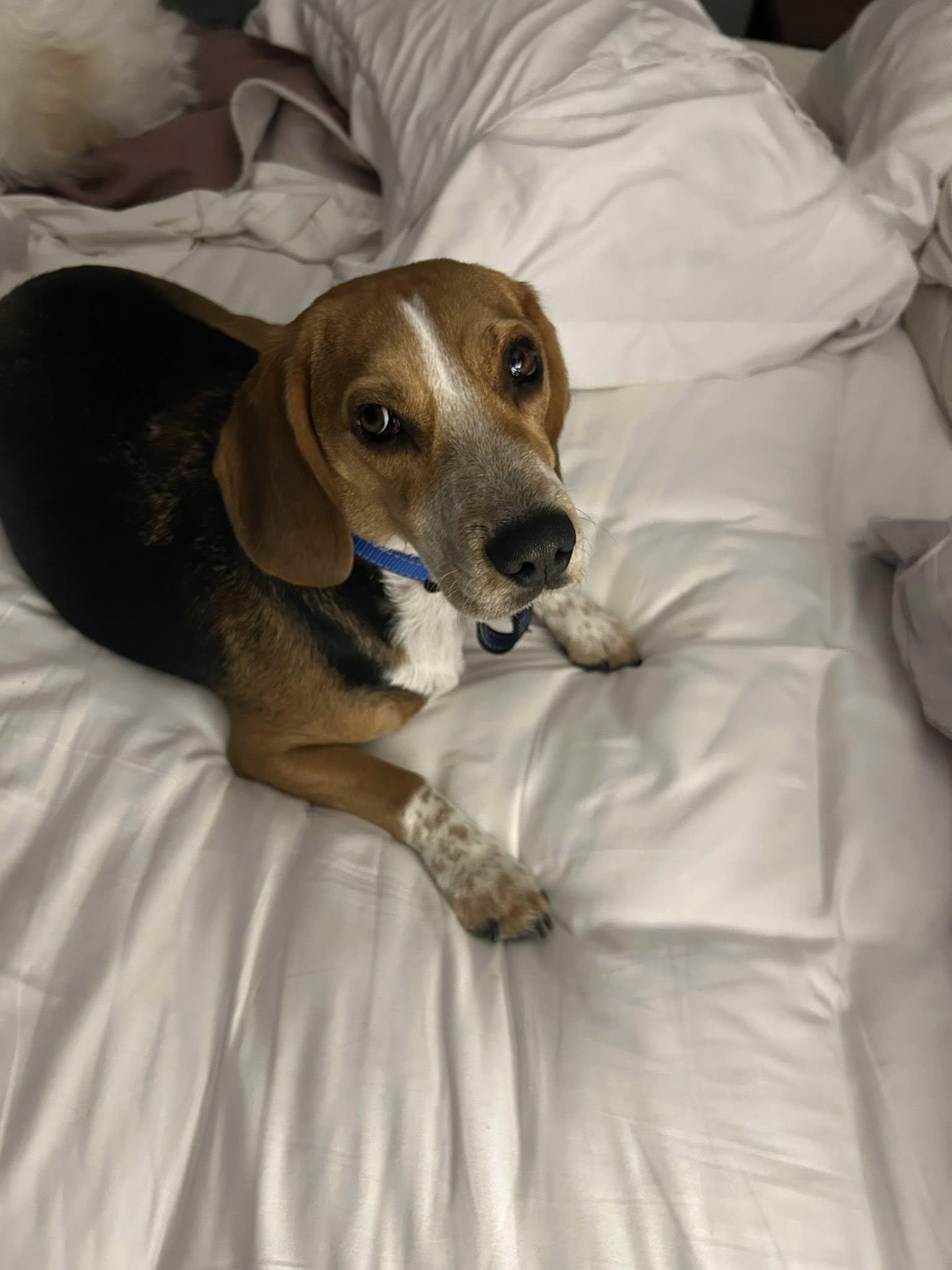 Linus (COURTESY POST), an adopted Beagle in Tucson, AZ image 4/5