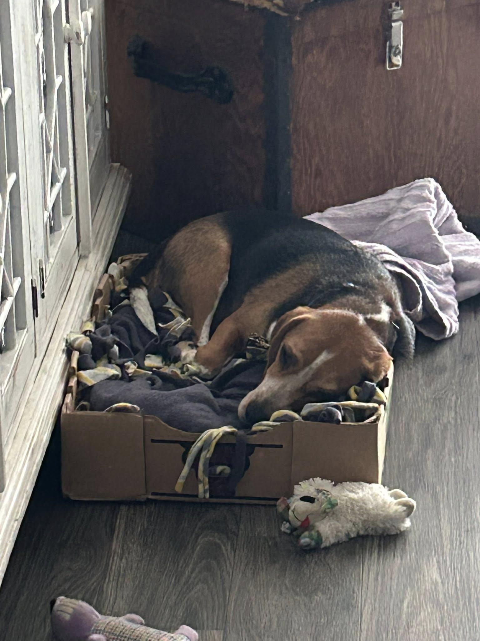 Linus (COURTESY POST), an adopted Beagle in Tucson, AZ image 3/5