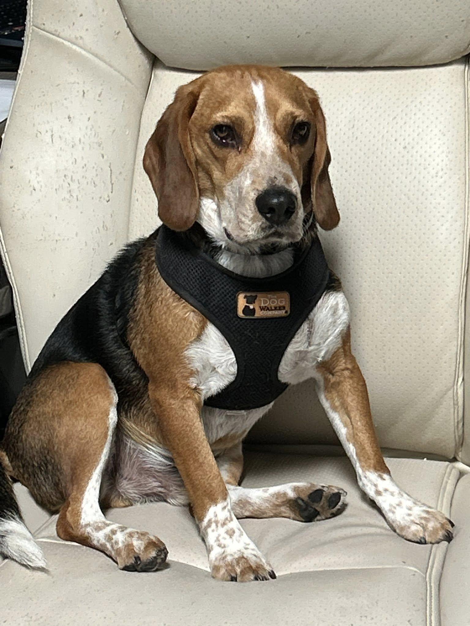 Linus (COURTESY POST), an adopted Beagle in Tucson, AZ image 1/5