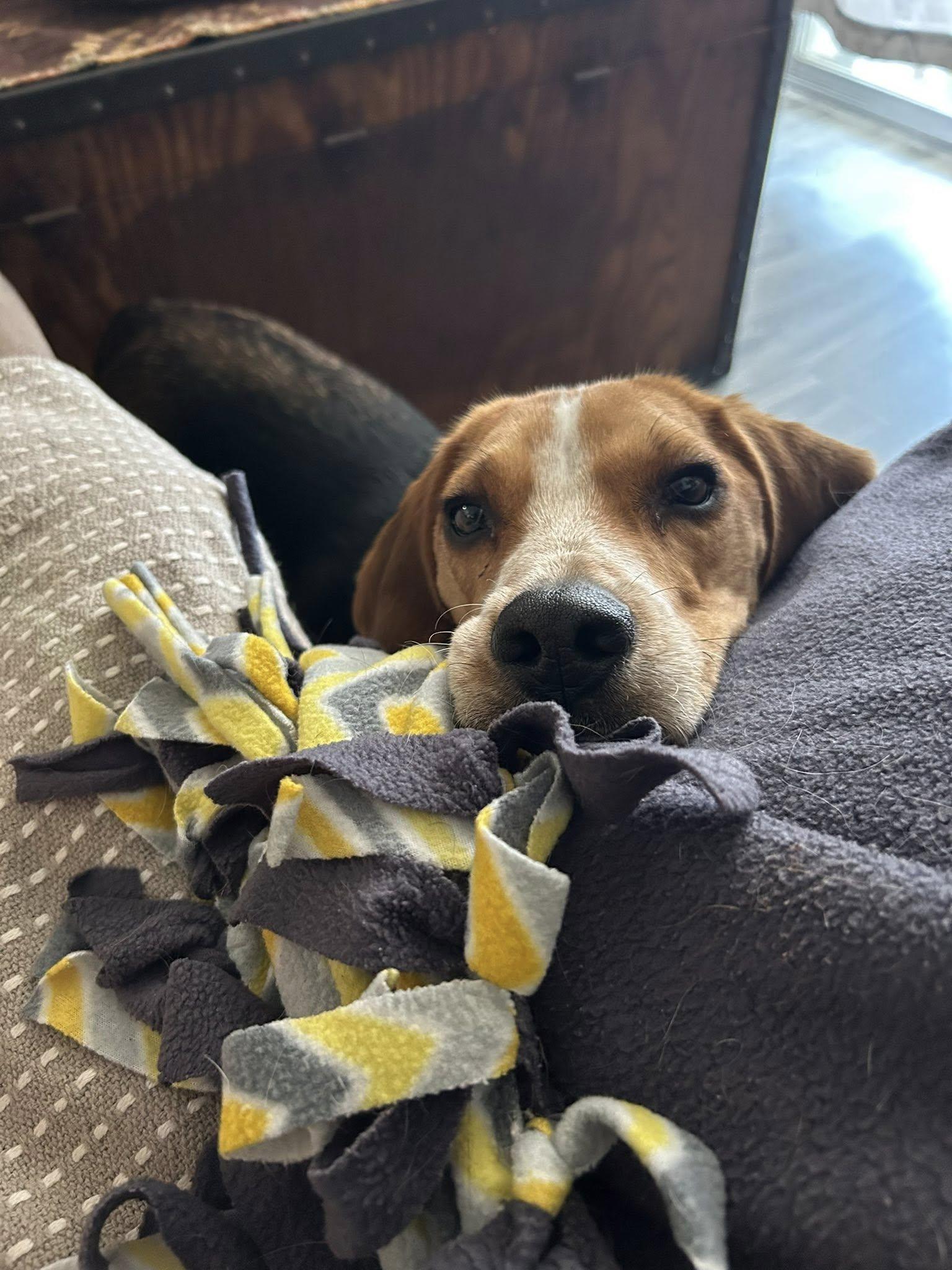 Linus (COURTESY POST), an adopted Beagle in Tucson, AZ image 5/5