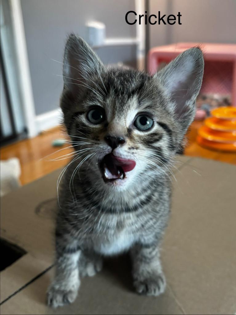 Cricket, Adoptable, Kitten Male Domestic Short Hair.