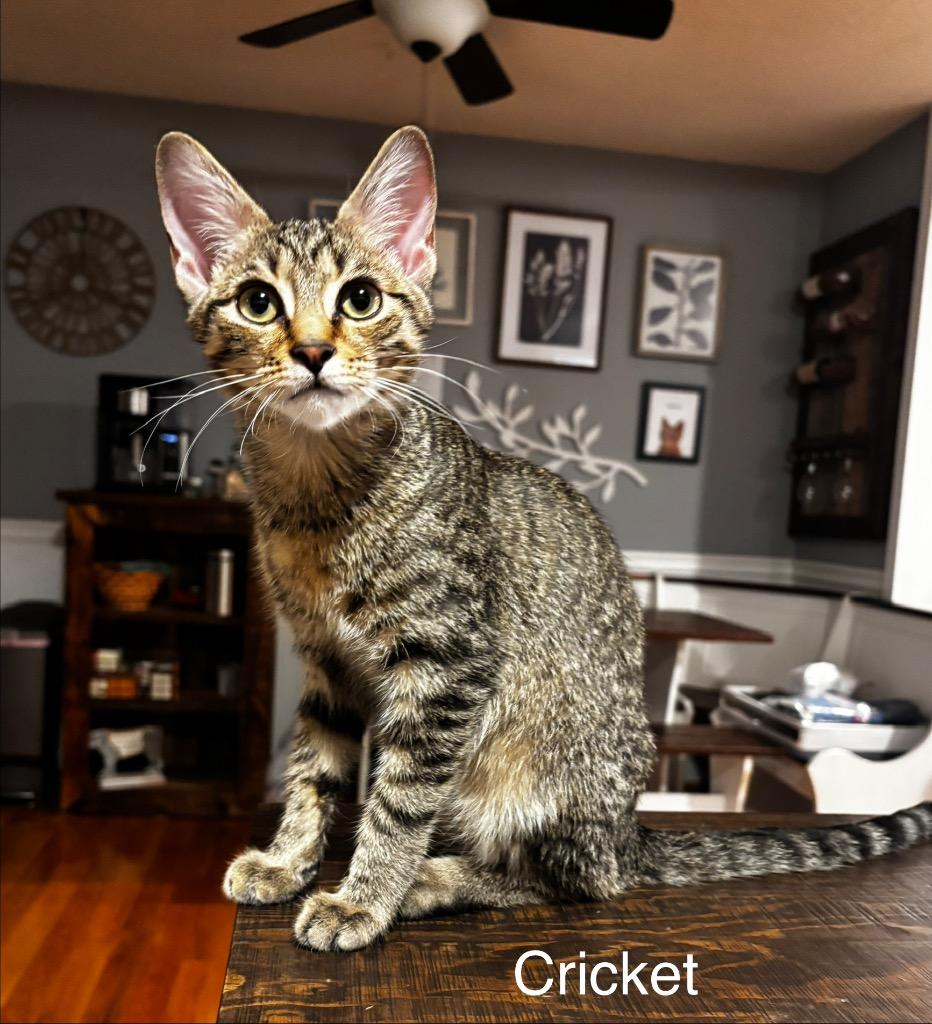 Cricket, a Adoptable mixed breed in Johnson City, TN image 2/6
