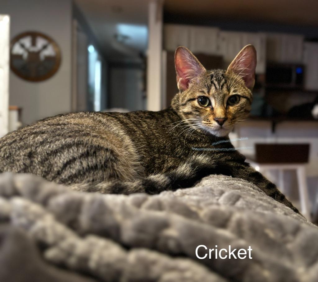 Enlarge Cricket, a Adoptable mixed breed in Johnson City, TN image 2/6