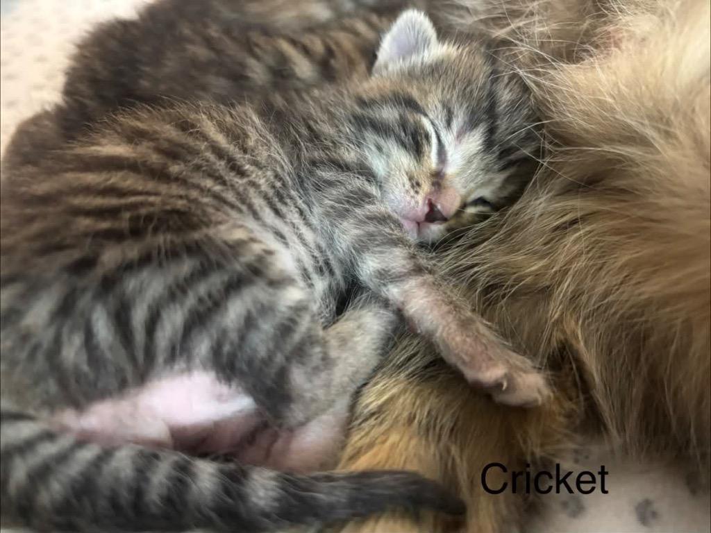 Cricket, a Adoptable mixed breed in Johnson City, TN image 3/6