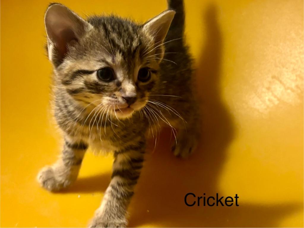 Cricket, a Adoptable mixed breed in Johnson City, TN image 5/6