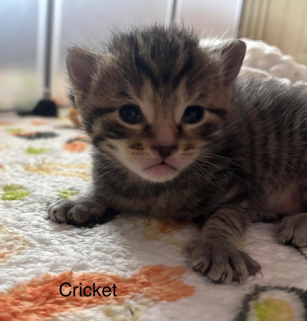 Cricket, a Adoptable mixed breed in Johnson City, TN image 6/6