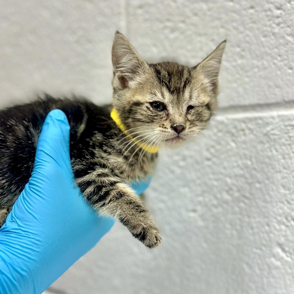 Clove Hitch, a Adoptable Domestic Short Hair in Incline Village, NV image 1/3
