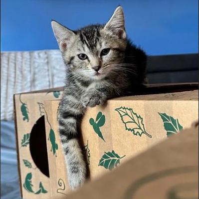 Clove Hitch, a Adoptable Domestic Short Hair in Incline Village, NV image 3/3