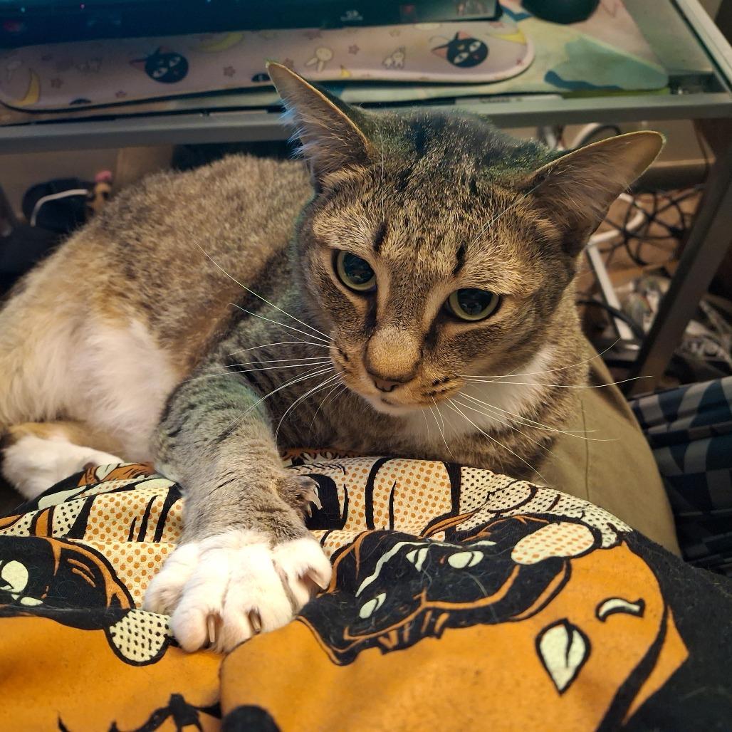 Tybalt, Adoptable, Senior Male Domestic Short Hair.