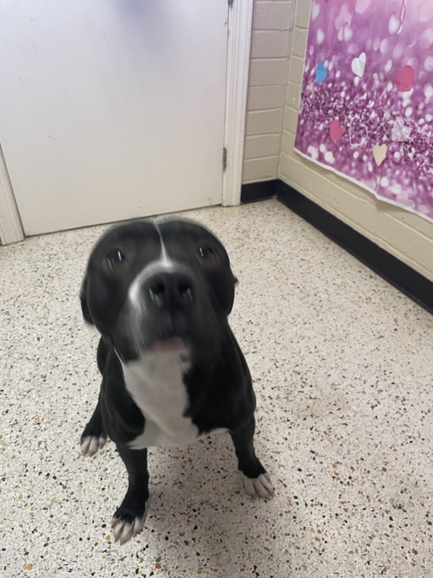 Enlarge Lucky10199, a ADOPTABLE mixed breed in Rocky Mount, NC image 3/3