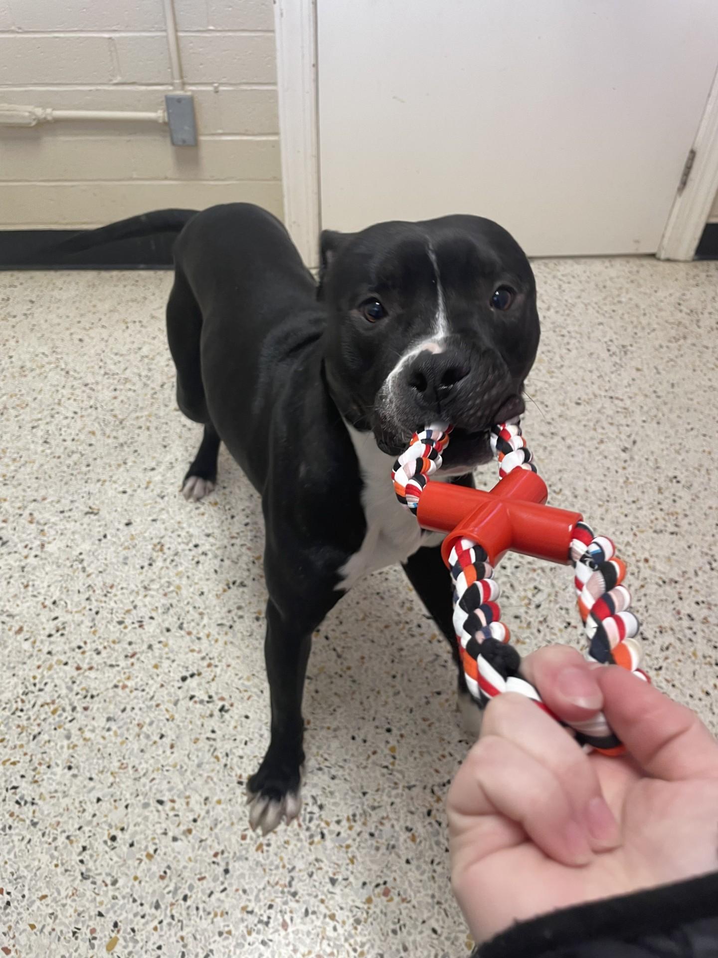 Enlarge Lucky10199, a ADOPTABLE mixed breed in Rocky Mount, NC image 2/3