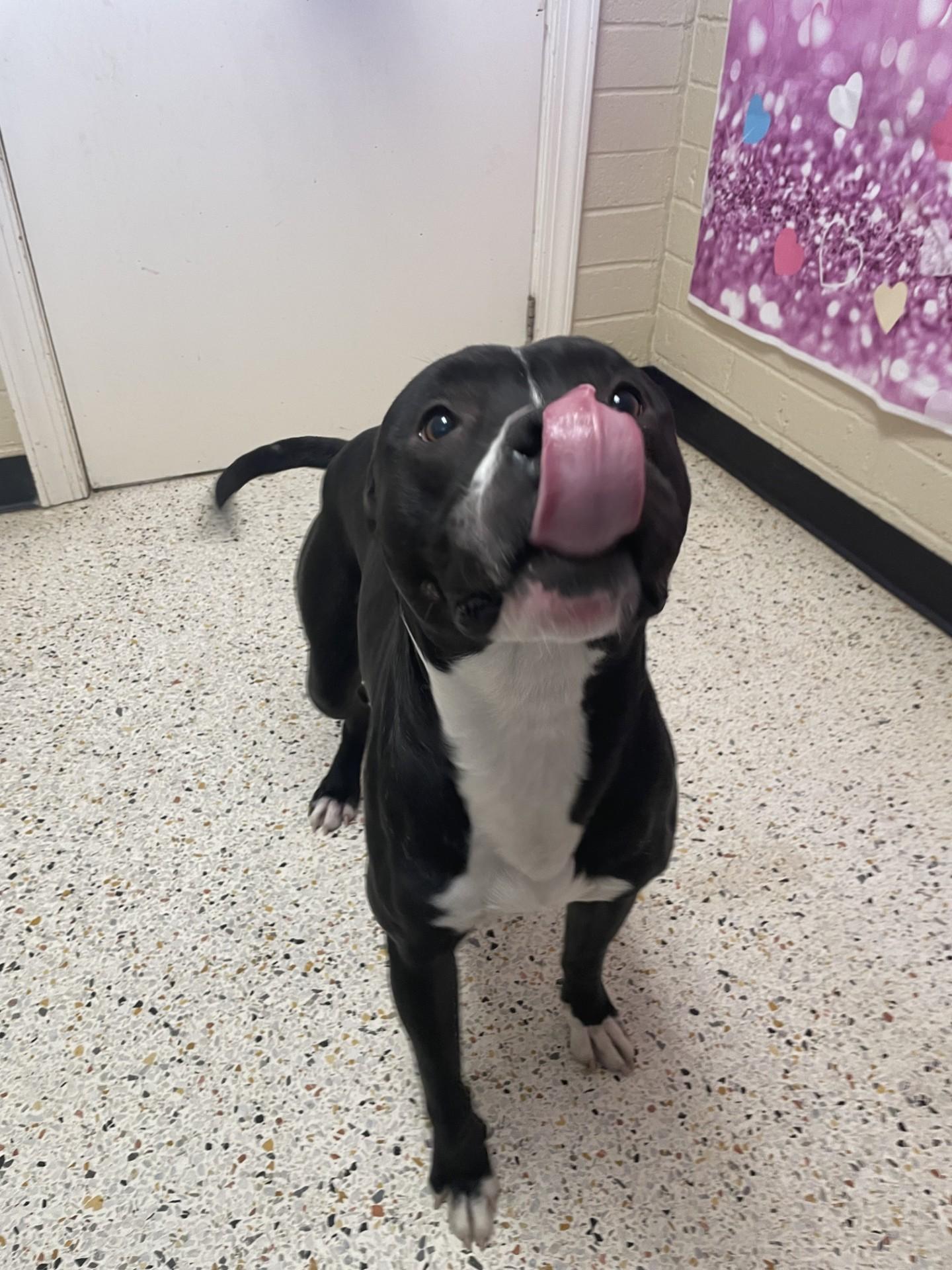 Enlarge Lucky10199, a ADOPTABLE mixed breed in Rocky Mount, NC image 1/3