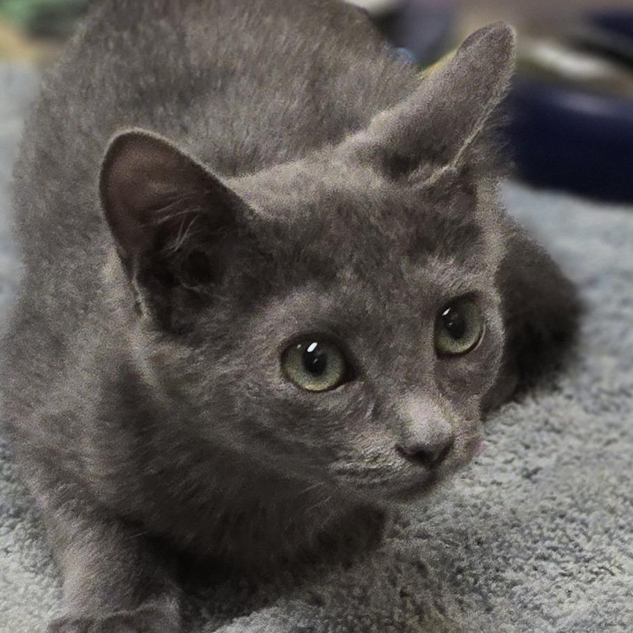 Katarina, Adoptable, Kitten Female Domestic Short Hair.