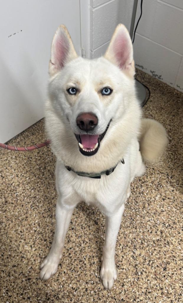DODGER, Adoptable, Adult Male Siberian Husky.