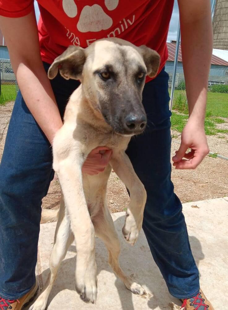 Enlarge Monty, a Adopted mixed breed in Suamico, WI image 1/1