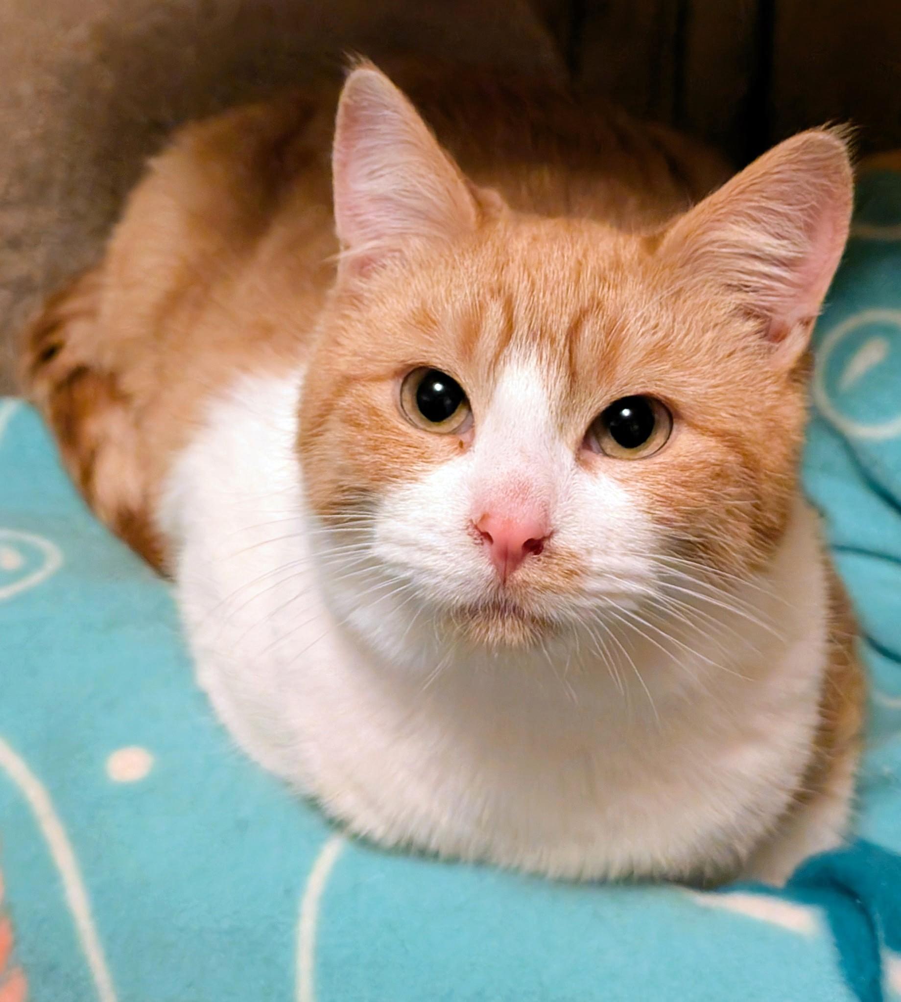 Henry & Hunter, Lots of Fun!, ADOPTABLE, Kitten Male Domestic Short Hair.