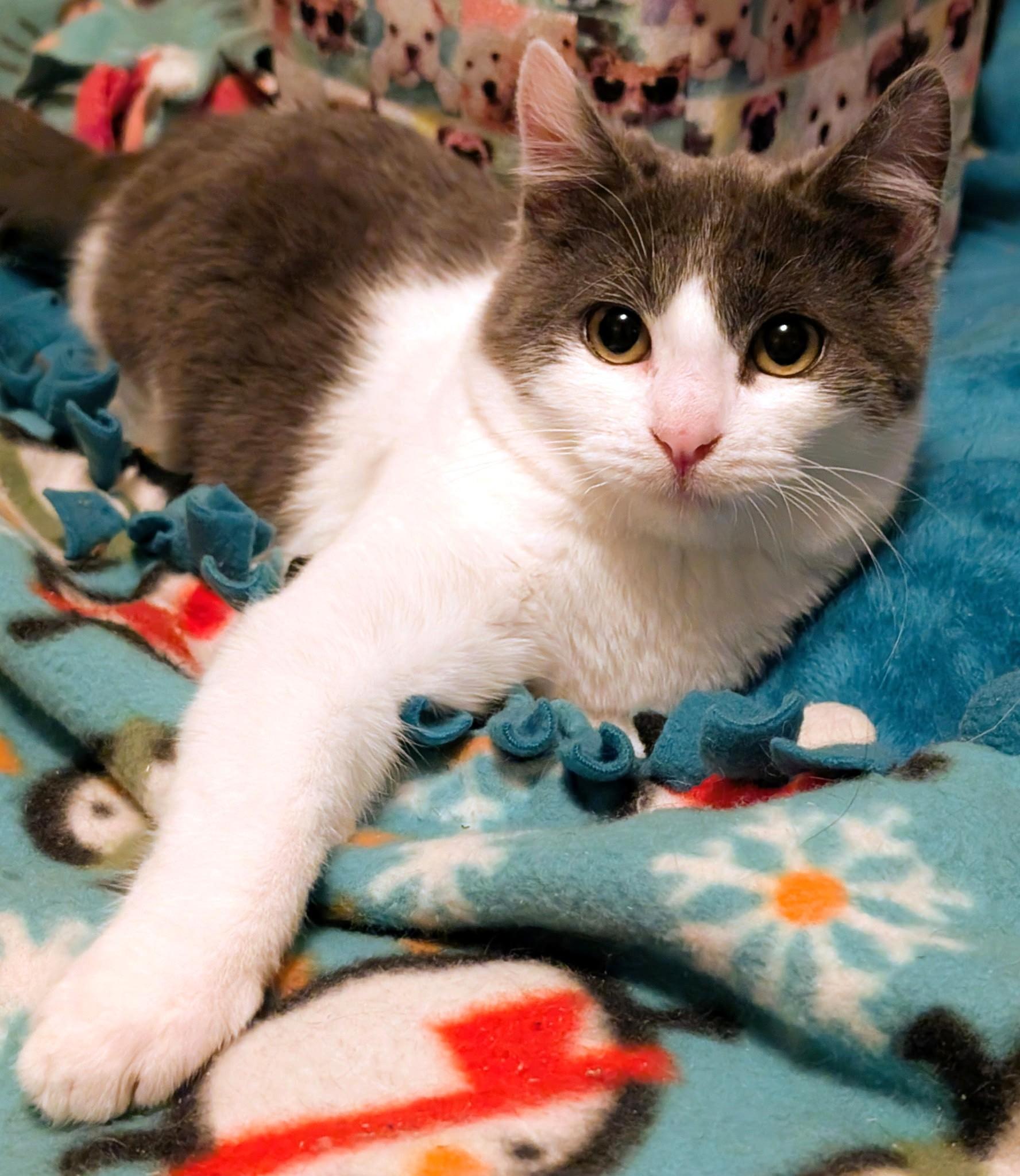 Enlarge Henry & Hunter, Lots of Fun!, a ADOPTABLE Domestic Short Hair in Newport, WA image 2/6