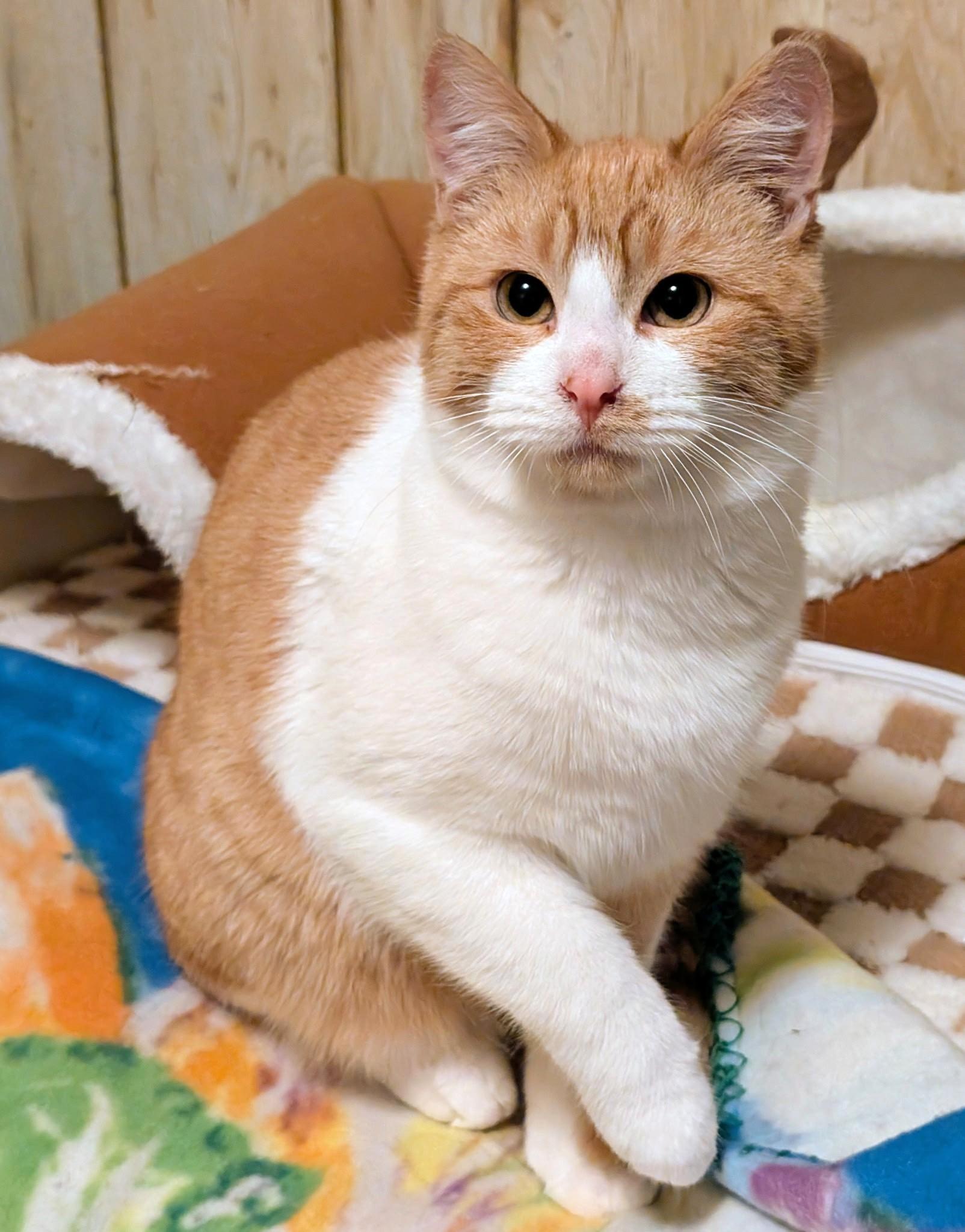 Enlarge Henry & Hunter, Lots of Fun!, a ADOPTABLE Domestic Short Hair in Newport, WA image 3/6