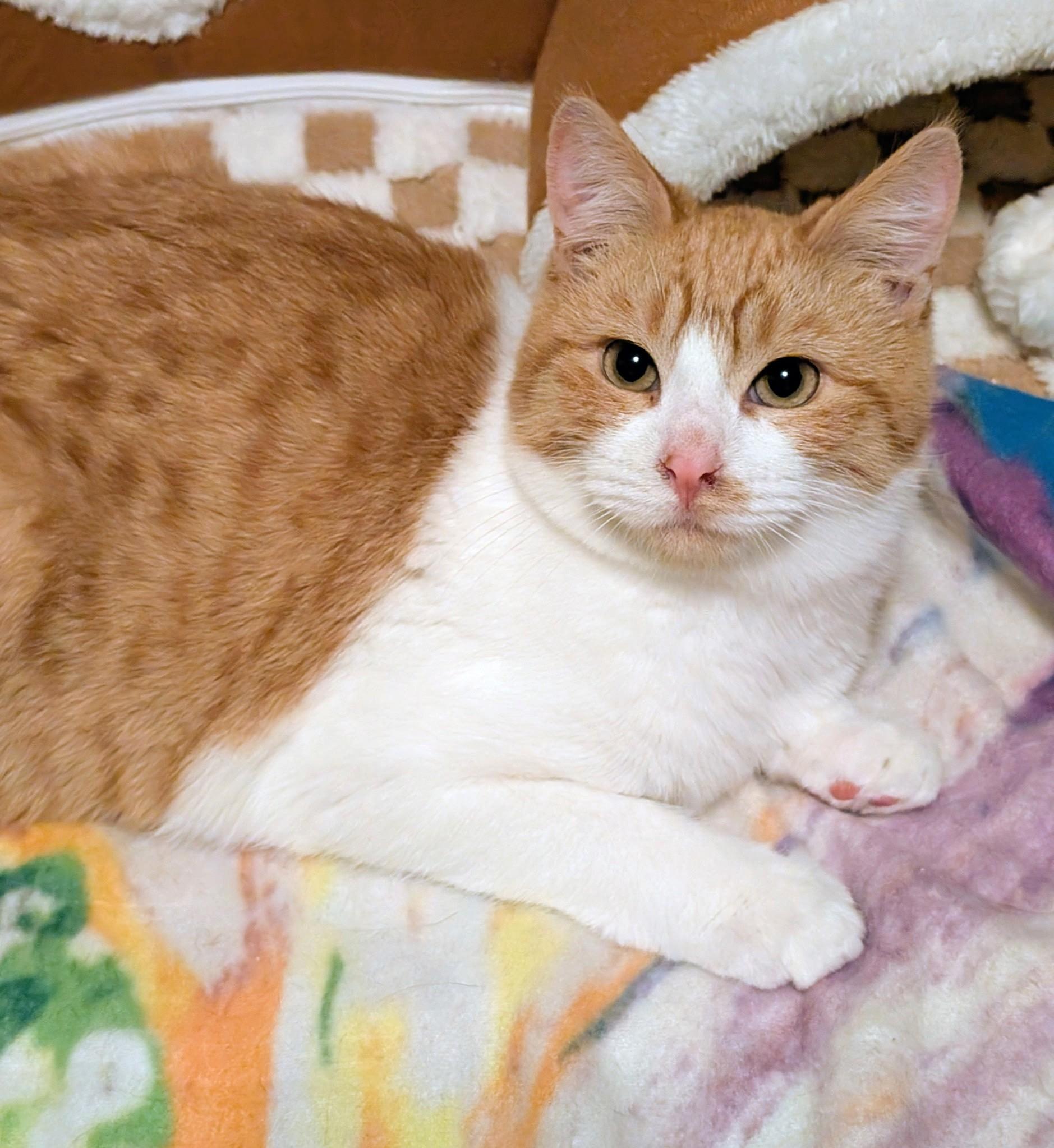 Enlarge Henry & Hunter, Lots of Fun!, a ADOPTABLE Domestic Short Hair in Newport, WA image 4/6