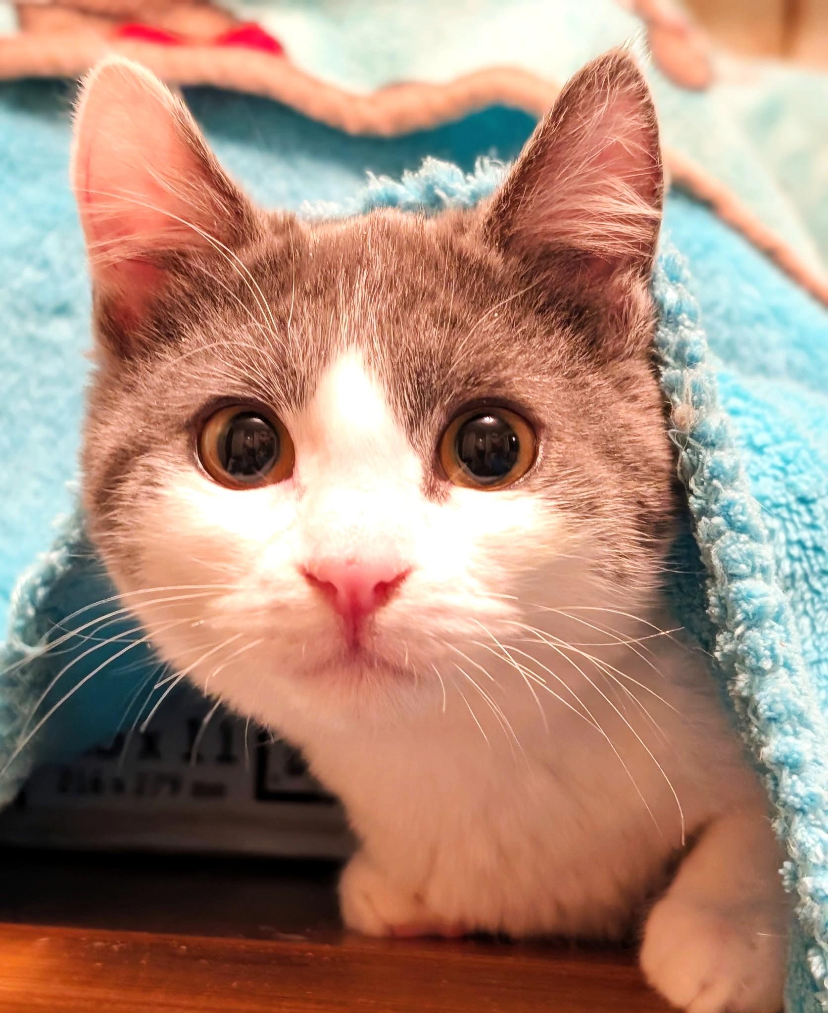 Enlarge Henry & Hunter, Lots of Fun!, a ADOPTABLE Domestic Short Hair in Newport, WA image 5/6