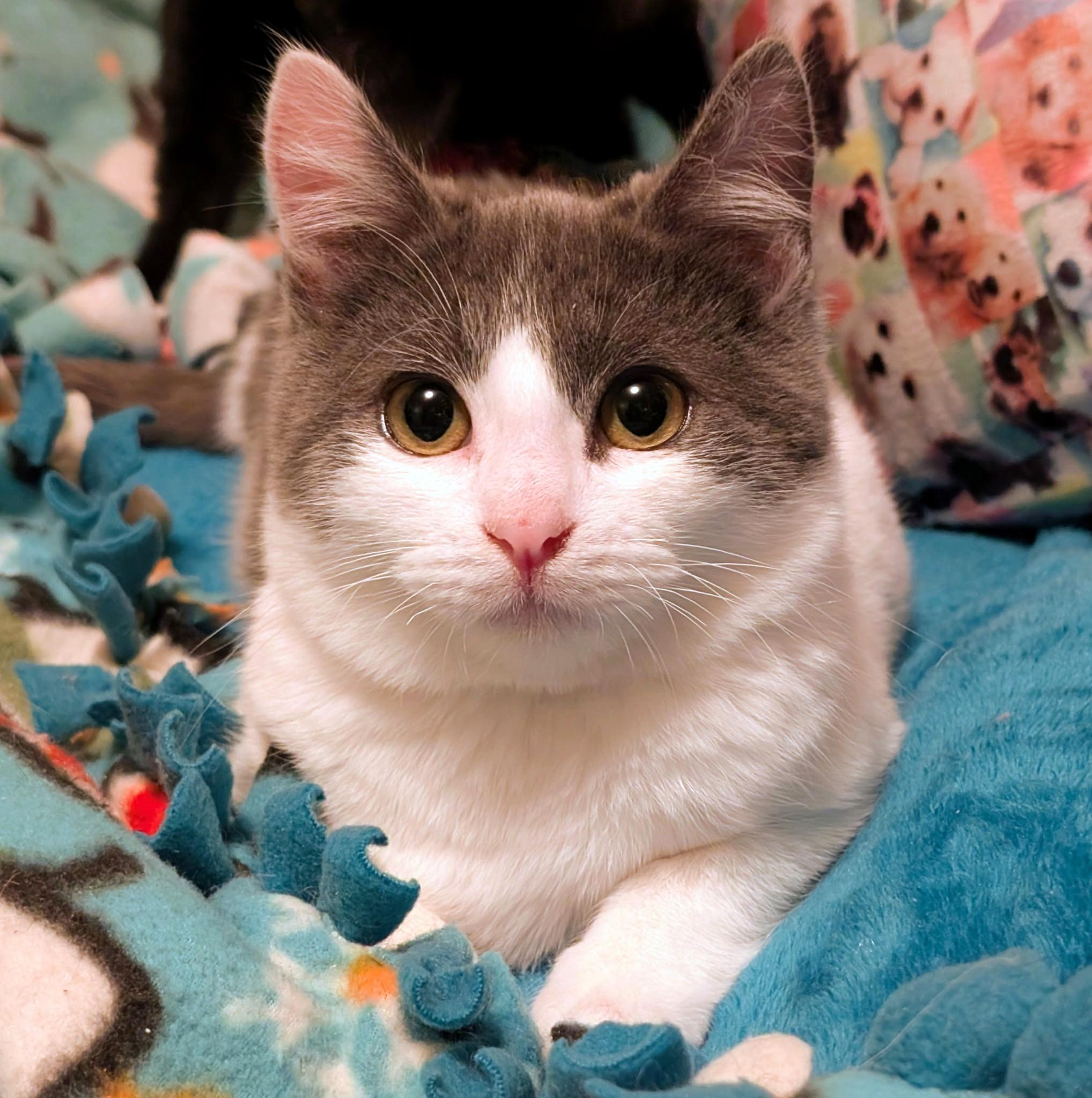 Enlarge Henry & Hunter, Lots of Fun!, a ADOPTABLE Domestic Short Hair in Newport, WA image 6/6