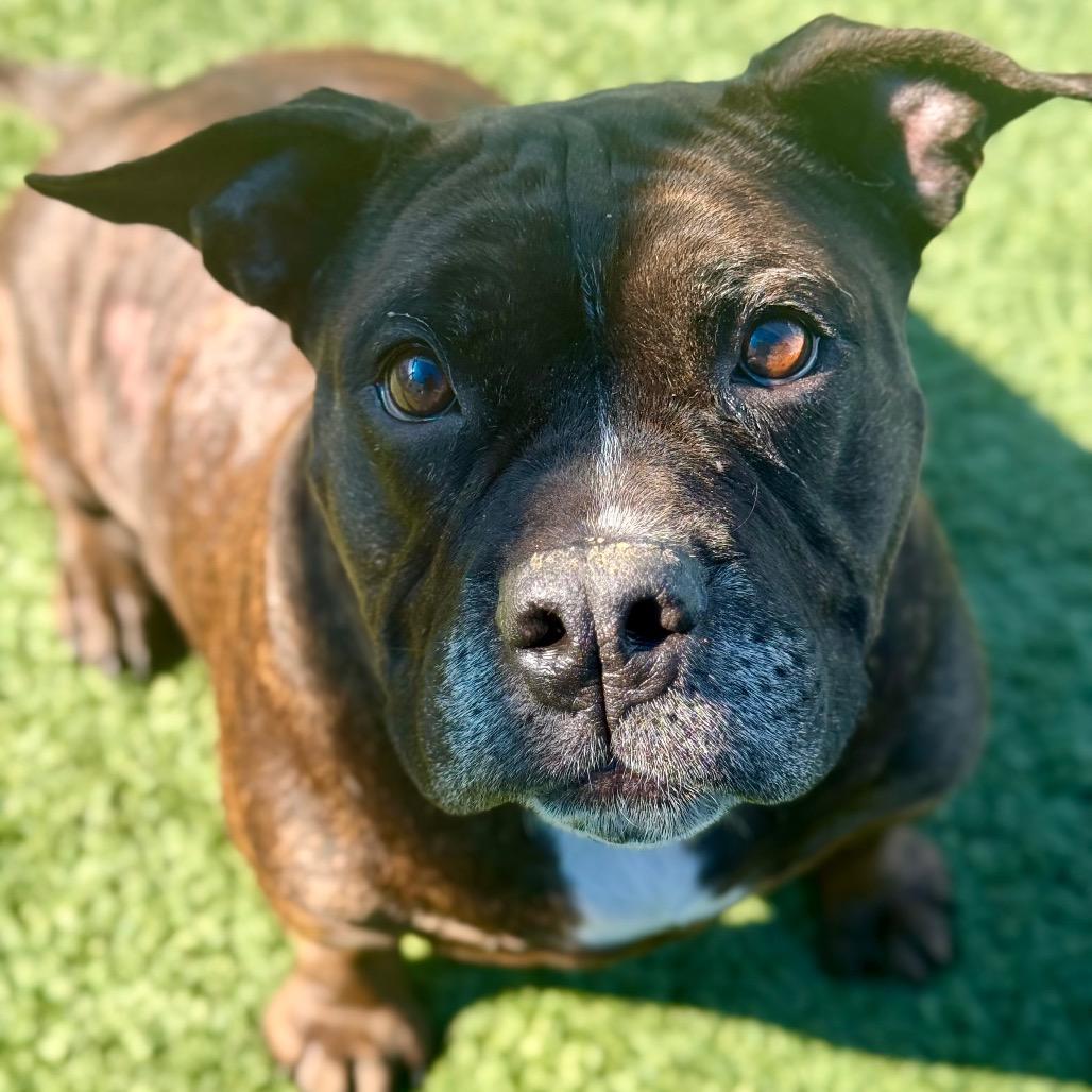 Enlarge Mz Coco, a ADOPTABLE mixed breed in Las Vegas, NV image 2/3