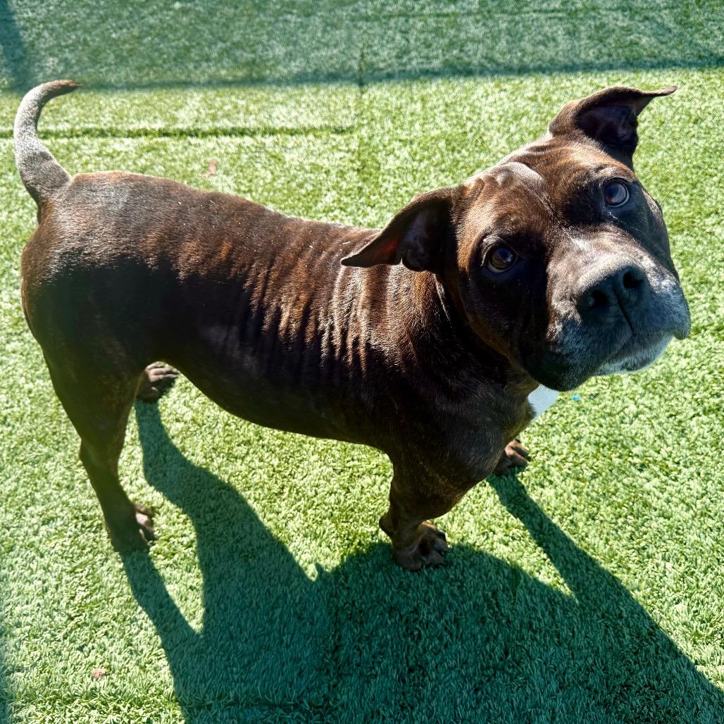 Mz Coco, ADOPTABLE, Adult Female American Staffordshire Terrier & Bulldog.