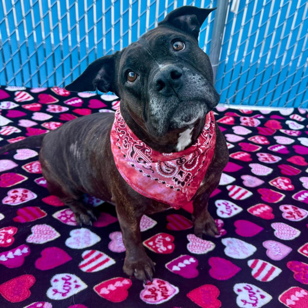 Enlarge Mz Coco, a ADOPTABLE mixed breed in Las Vegas, NV image 3/3