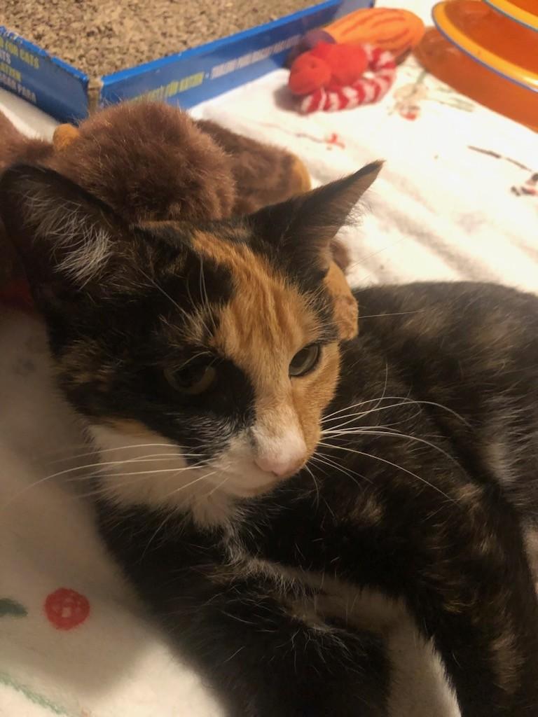 Sasha 2, Adoptable, Young Female Domestic Short Hair.