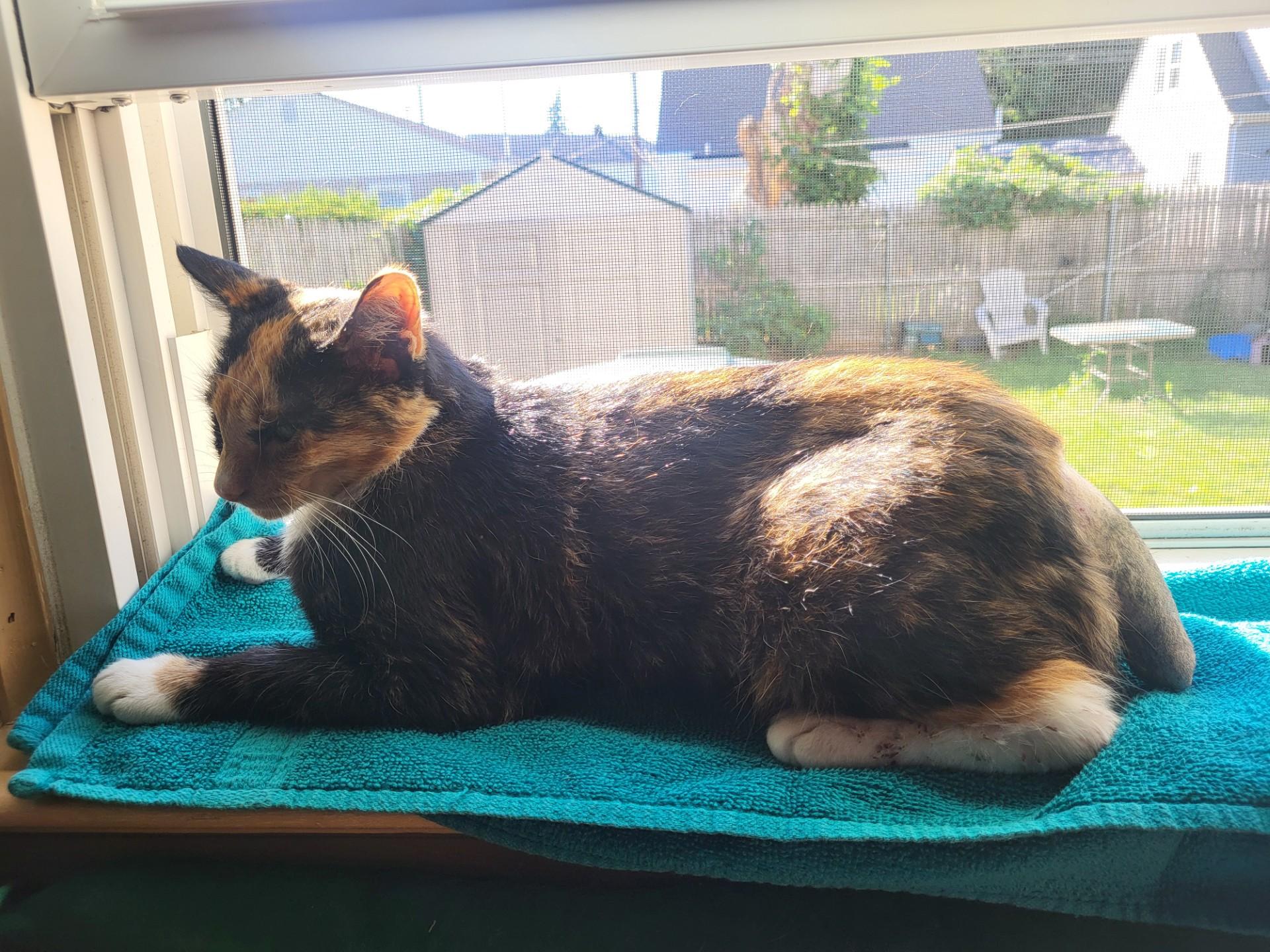 Enlarge Sasha 2, a Adoptable Domestic Short Hair in North Kingstown, RI image 6/6