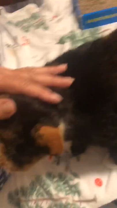 Enlarge Sasha 2, a Adoptable Domestic Short Hair in North Kingstown, RI video 3/6