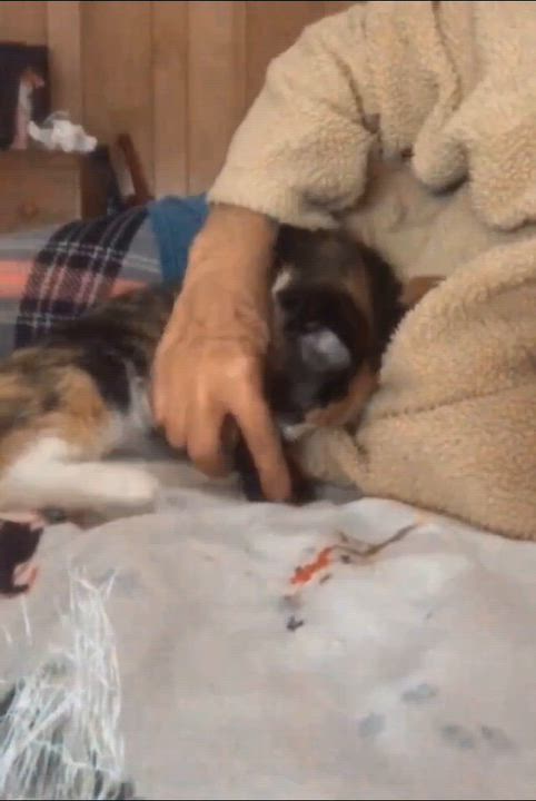 Enlarge Sasha 2, a Adoptable Domestic Short Hair in North Kingstown, RI video 2/6