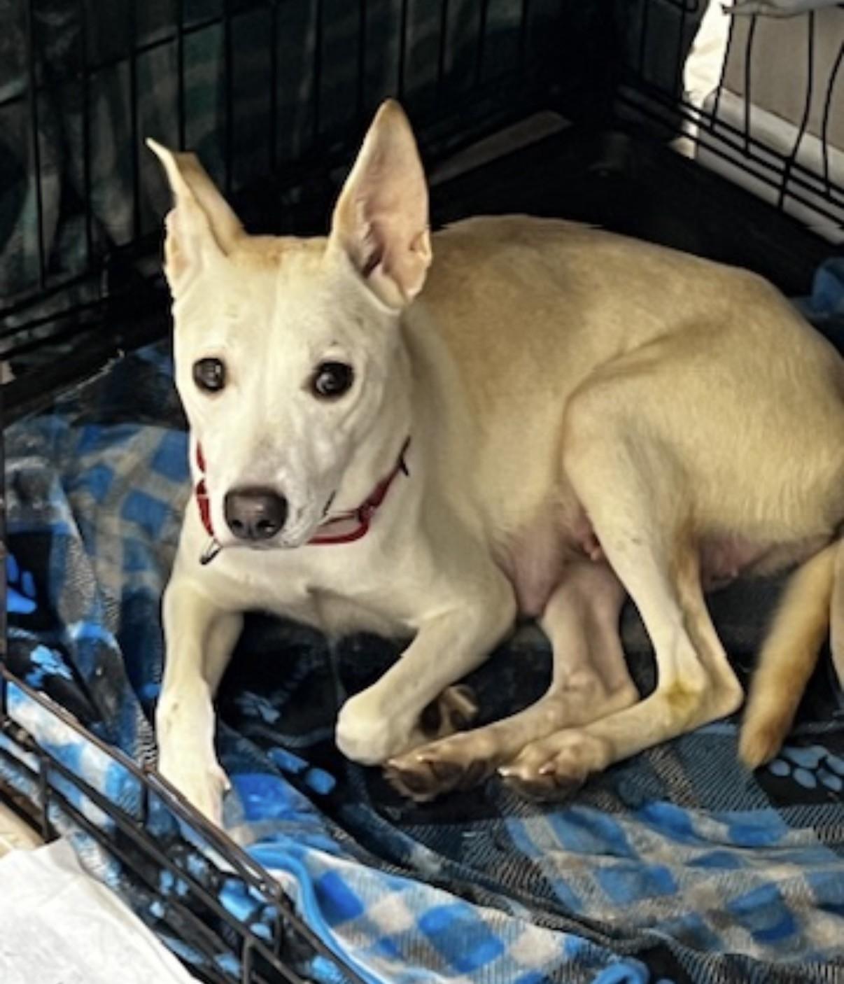 Enlarge Nikki, a Adoptable mixed breed in Gilbert, AZ image 1/1