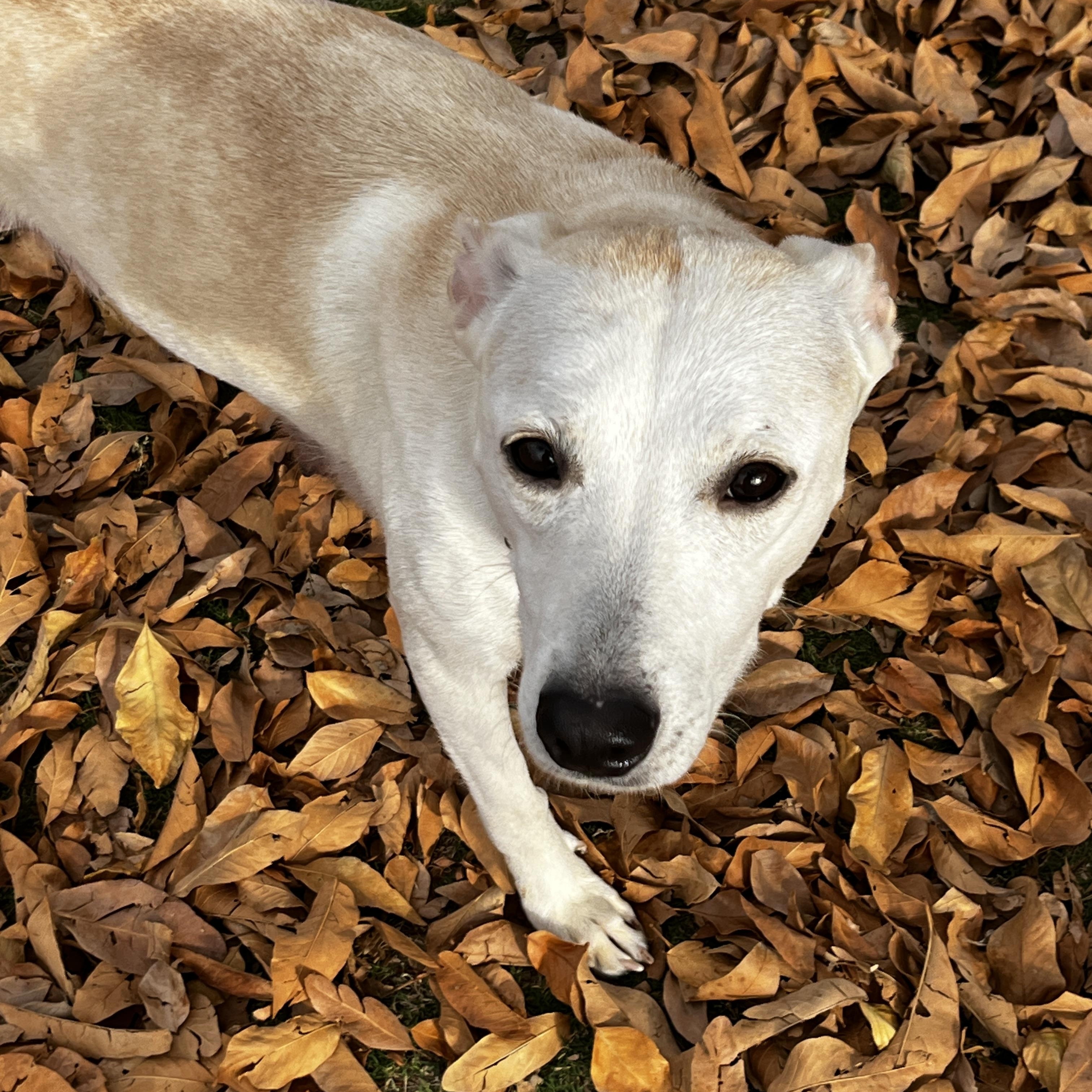 Nikki, Adoptable, Adult Female Whippet & Carolina Dog.
