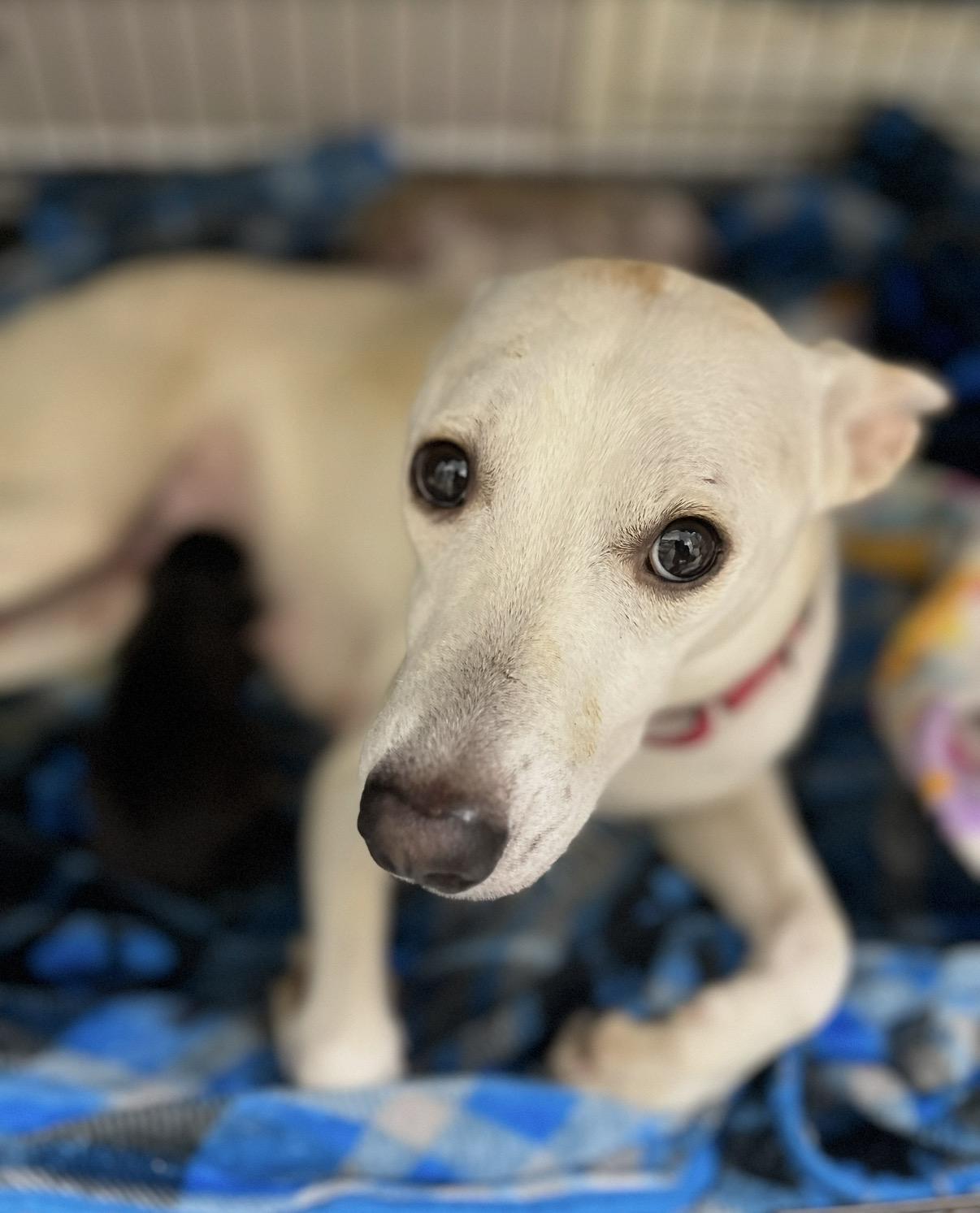 Enlarge Nikki, a Adoptable mixed breed in Gilbert, AZ image 4/5