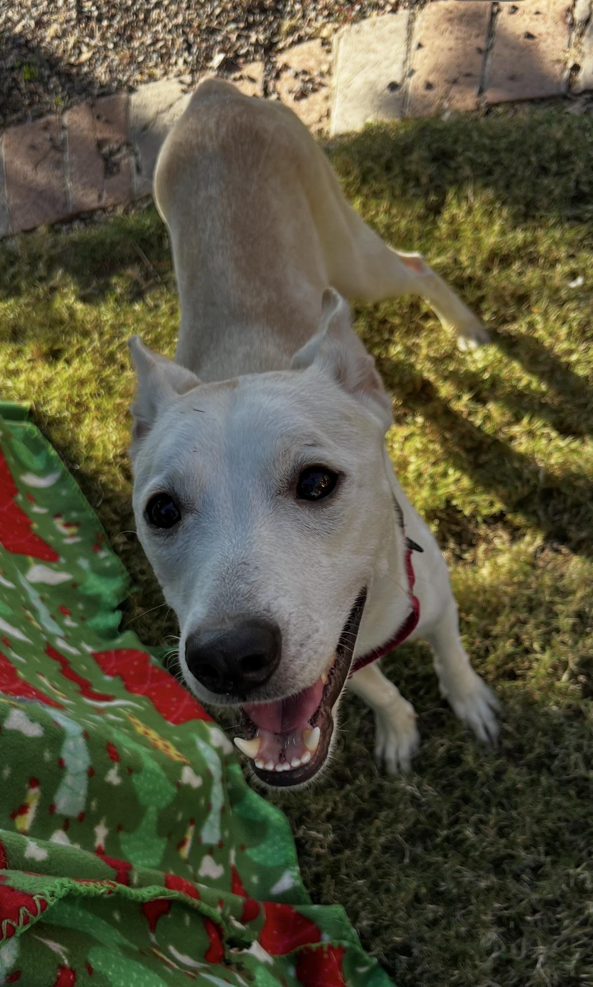 Enlarge Nikki, a Adoptable mixed breed in Gilbert, AZ image 5/5