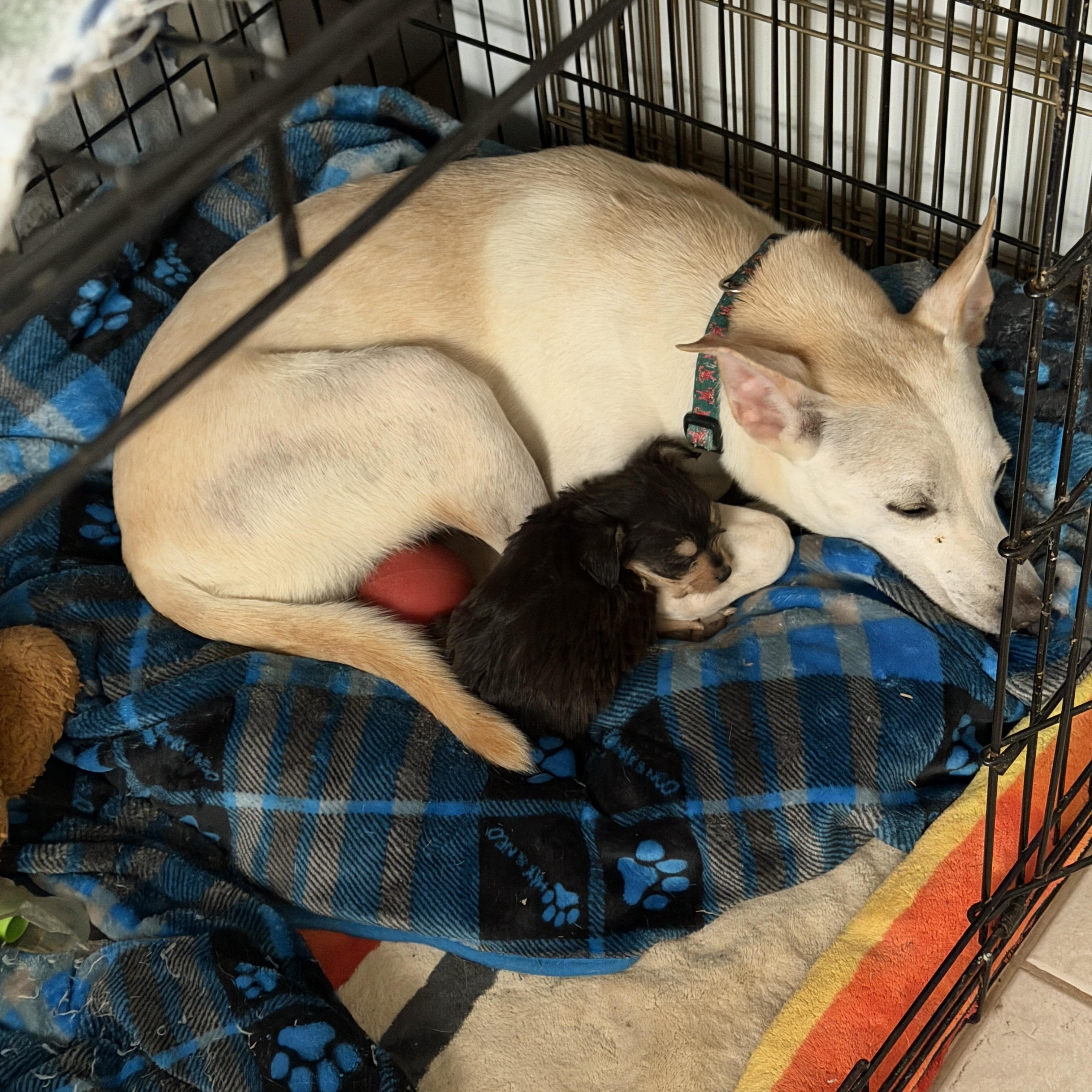 Enlarge Nikki, a Adoptable mixed breed in Gilbert, AZ image 3/5