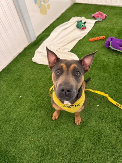 Madison, a Adoptable mixed breed in North Miami Beach, FL image 1/3