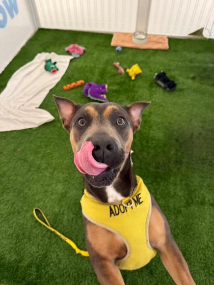 Madison, a Adoptable mixed breed in North Miami Beach, FL image 2/3