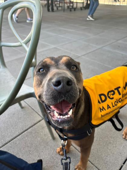 Madison, a Adoptable mixed breed in North Miami Beach, FL image 3/3