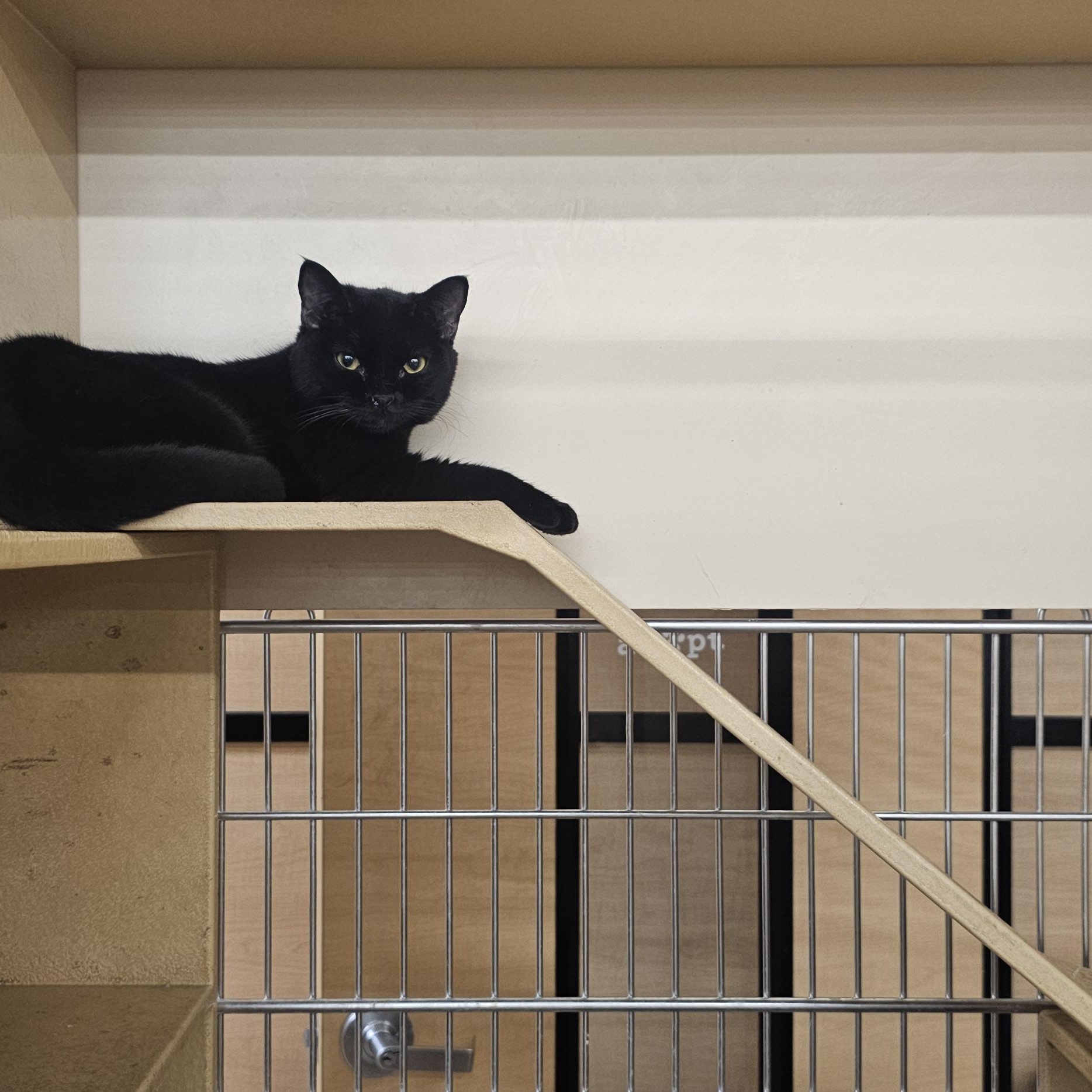 Enlarge Kathleen, a Adoptable Domestic Short Hair in SCOTTSDALE, AZ image 3/6