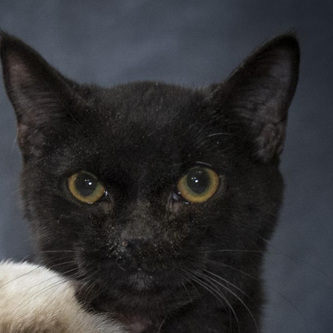 Enlarge Kathleen, a Adoptable Domestic Short Hair in SCOTTSDALE, AZ image 2/6