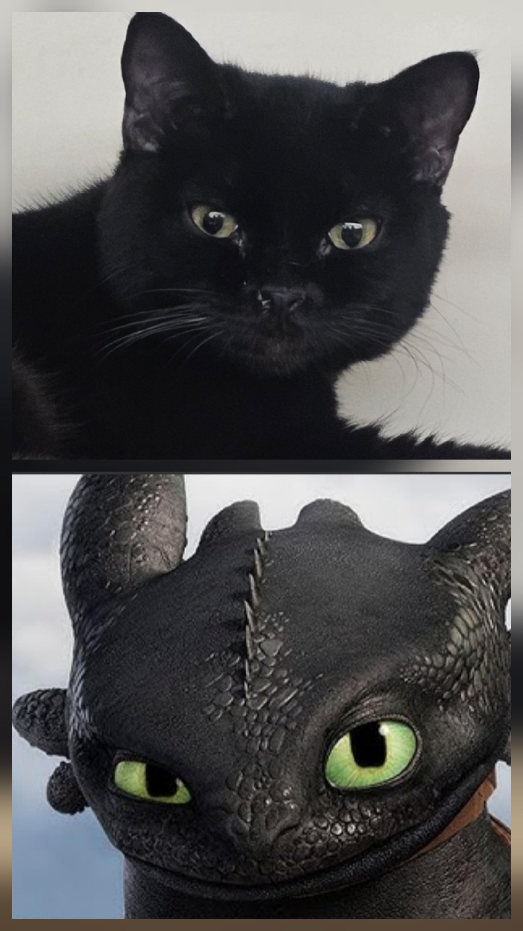 Enlarge Kathleen, a Adoptable Domestic Short Hair in SCOTTSDALE, AZ image 6/6